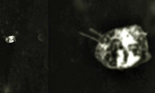 Vật thể lạ hình bọ dị dạng chao lượn trên Mặt trăng