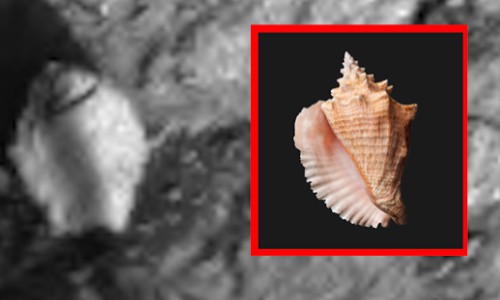 Phải chăng ốc biển sinh sống trên sao Hỏa?