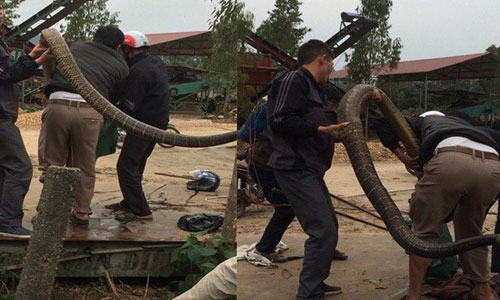 Video: Người dân phủ nhận bắt được con rắn “khổng lồ” ở Vĩnh Phúc?