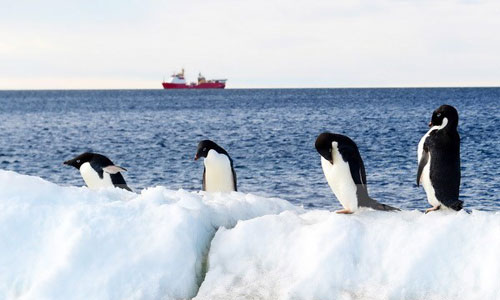 Phát hiện mới về sự tồn tại của chim cánh cụt ở Nam Cực