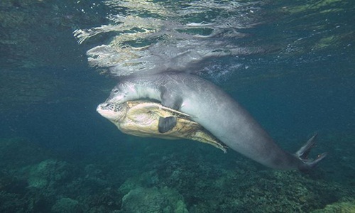 Ngoạn mục hải cẩu cứu giúp rùa biển gặp nạn