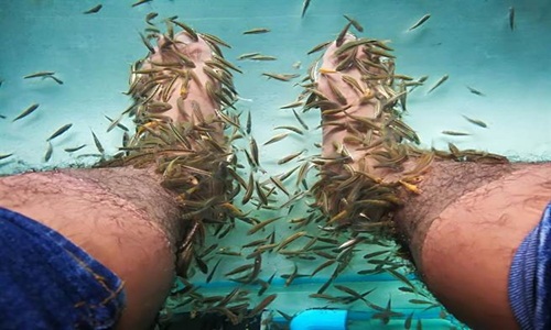 10 năm không rửa chân, người đàn ông khiến cá trúng độc "chết sặc"