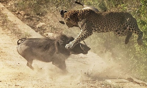 Hành động bất ngờ của đàn lợn rừng khi báo đốm tấn công