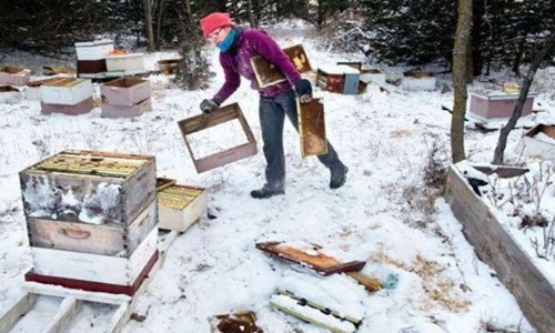 Cả nhà suýt phá sản, 500.000 con ong chết chỉ vì...