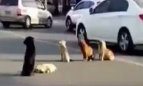 Bốn chó hoang đứng canh xác đồng loại bị xe tông chết giữa đường