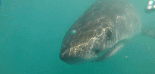 Lật ngửa bụng cá mập, sửng sốt phát hiện điều khó tin