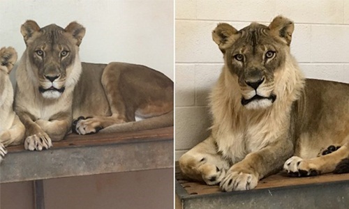 Vườn thú lo khi sư tử cái ngày càng trở nên "nam tính"