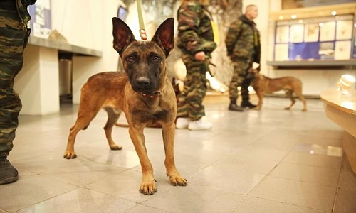 Hai chú chó bạc tỷ ở Nga khiến tội phạm khét tiếng run sợ