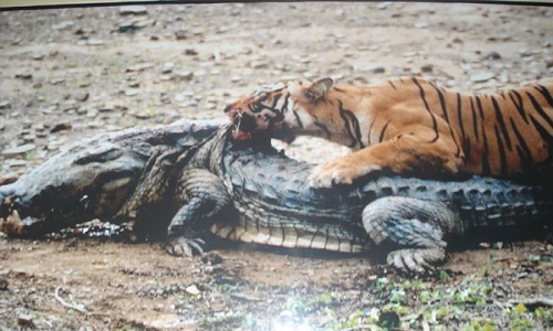 “Nữ hoàng hổ” sống 2 thập kỷ, giết chết cá sấu khổng lồ