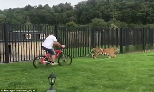 Hổ lừ lừ tiến đến người đi xe đạp rồi "xử sự" gây sốc