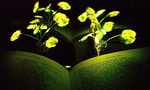 Kỳ thú cải xoong biến thành... đèn bàn đọc sách