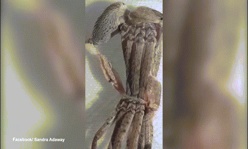 Ấn tượng cảnh nhện khổng lồ chui ra khỏi xác cũ