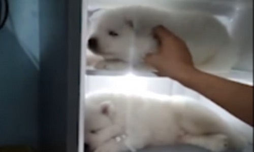3 chú chó nằm ngủ trong tủ lạnh ở VN lên báo Tây