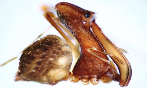 Kỳ lạ loài nhện bồ nông chuyên ăn thịt đồng loại