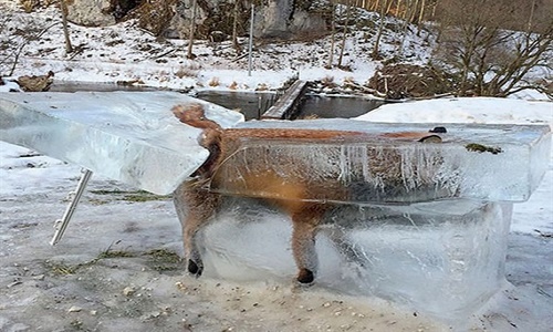 Xót xa cảnh động vật bị đông cứng trong băng tuyết