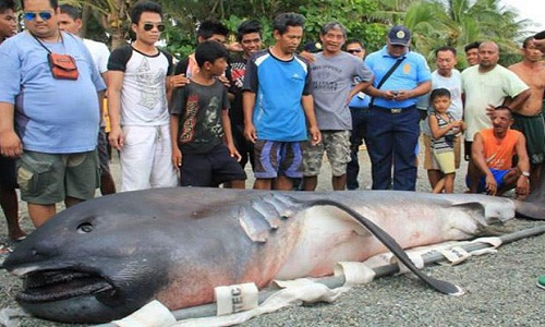 Cá mập khổng lồ dạt bờ, dân Philippines sợ “tận thế”
