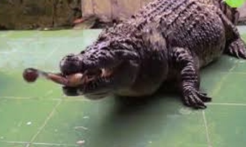 Phát hoảng xem nuôi cá sấu khổng lồ như thú cưng trong nhà