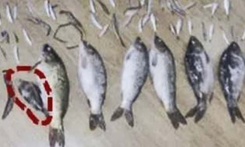 Đi tù hơn 3 năm vì giết một con cá nhỏ nặng 50 gram