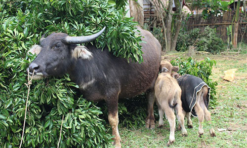 “Mục sở thị” con trâu cái sinh cùng lúc 2 con nghé đực ở Nghệ An
