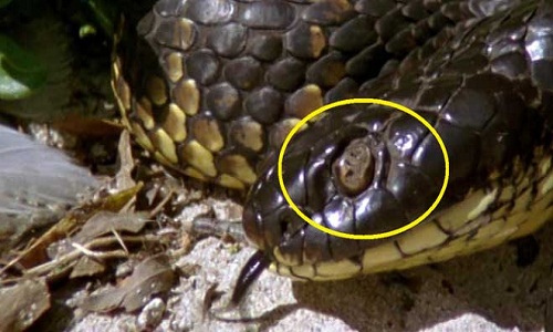 Loài khiến hầu hết rắn hổ kịch độc mù mắt trên đảo Úc