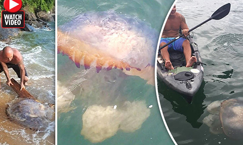 Hốt hoảng khi "đụng mặt" sứa khổng lồ kịch độc ở Brazil