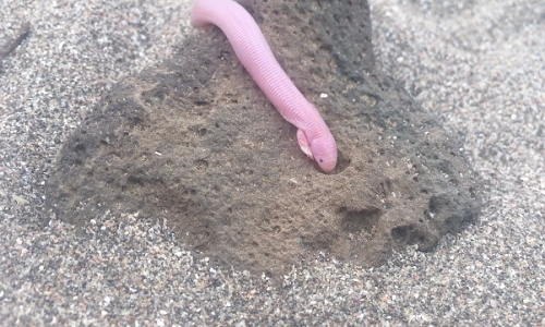 Sự thật về quái vật rắn có chân bí ẩn ở Mexico