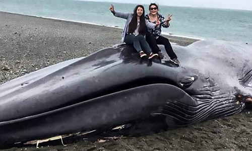 Cái kết thảm của cá voi xanh khổng lồ dài 20m dạt bờ biển Chile