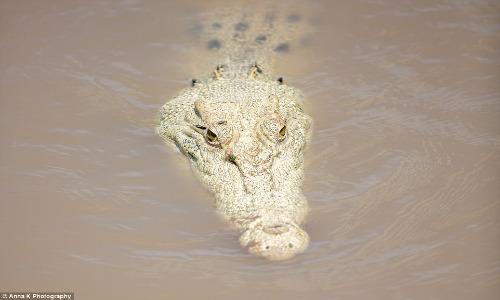 Cận cảnh cá sấu trắng cực hiếm mới được phát hiện ở Úc