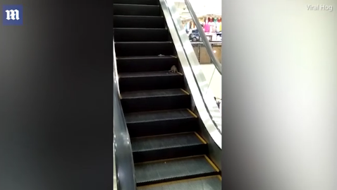 Chuột khổng lồ tấn công khách đi thang máy trong siêu thị
