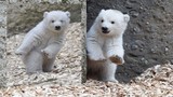 Gấu Bắc cực con siêu đáng yêu khi được chụp ảnh