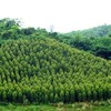 Lấn chiếm đất rừng, Công ty CP HV 568 bị phạt 240 triệu đồng