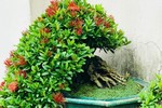 Cây dại ở vách đá lên chậu thành bonsai trưng Tết, nở hoa đỏ rực mang lại tài lộc, may mắn, có cây giá hàng chục triệu đồng