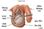 Tự phát hiện ung thư tinh hoàn chỉ trong 5 phút