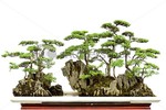 Hướng dẫn cách thay đất cho cây bonsai