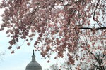 Chùm ảnh hoa anh đào tuyệt đẹp ở Washington 