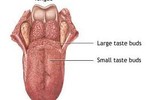 Điều trị bổ trợ ung thư là gì?