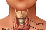 7 thực phẩm bảo vệ tuyến giáp, thúc đẩy trao đổi chất