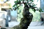 Ngắm loạt cây duối bonsai trấn phong thủy đẹp hút mắt