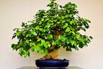 Cây cảnh Tết 2018: Rộ mốt mua bonsai trà xanh siêu độc