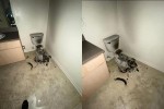 Sét đánh toilet căn hộ, nhìn cảnh hiện trường mà không thể tin nổi