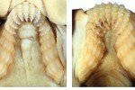 Phát hiện loài cá mập mới có răng hàm giống người