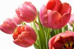 Hoa tulip nở rực đúng dịp Tết nhờ biết cách đơn giản không ngờ