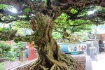 Bonsai cổ thụ dáng cực lạ giá cả trăm triệu ngóng "đại gia" dịp Tết