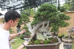 Hoa mắt vườn bonsai Nhật tiền tỷ giữa đất Bắc Giang