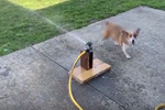 Video: Chó Corgi yêu hết nấc khi cố uống nước từ vòi phun 