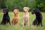 Top 10 giống chó phổ biển nhất thế giới: Labrador đứng đầu 