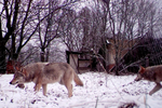 Tiết lộ về khả năng bất ngờ của sói Chernobyl