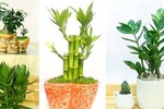 5 loại cây đặt lên bàn thờ tăng cường lộc khí, gia chủ phát tài nhanh