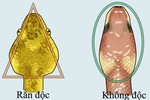 Cách phân biệt rắn độc với rắn không độc