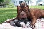 Đàn chó pitbull con giá 10 tỉ đồng gây sốc